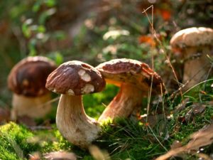 Champignons Auvergne Vacances