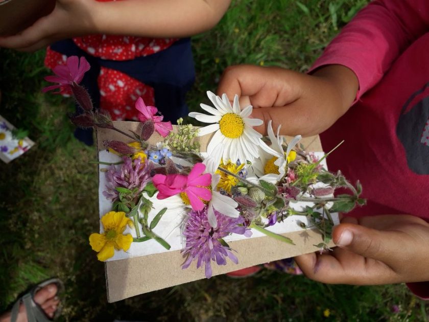 herbier fleurs