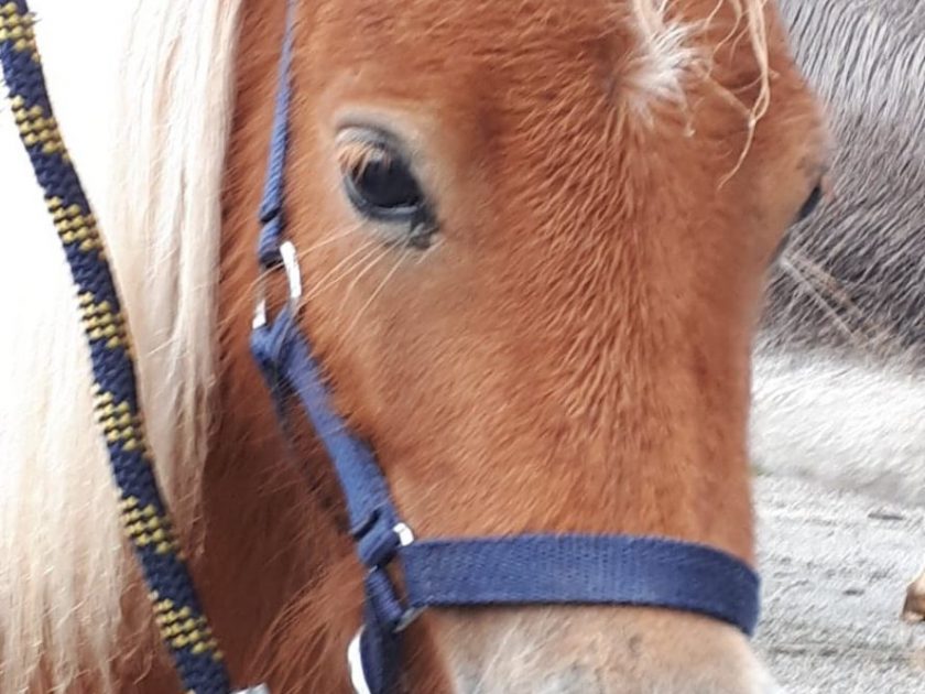 Concours des chevaux