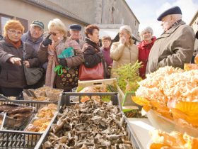 Fête des champignons