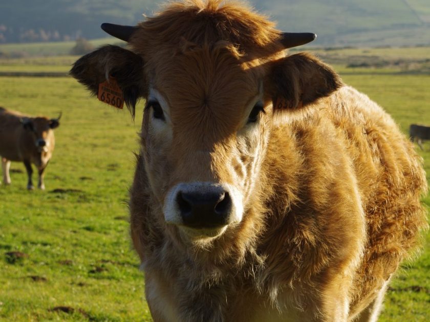 visite de ferme