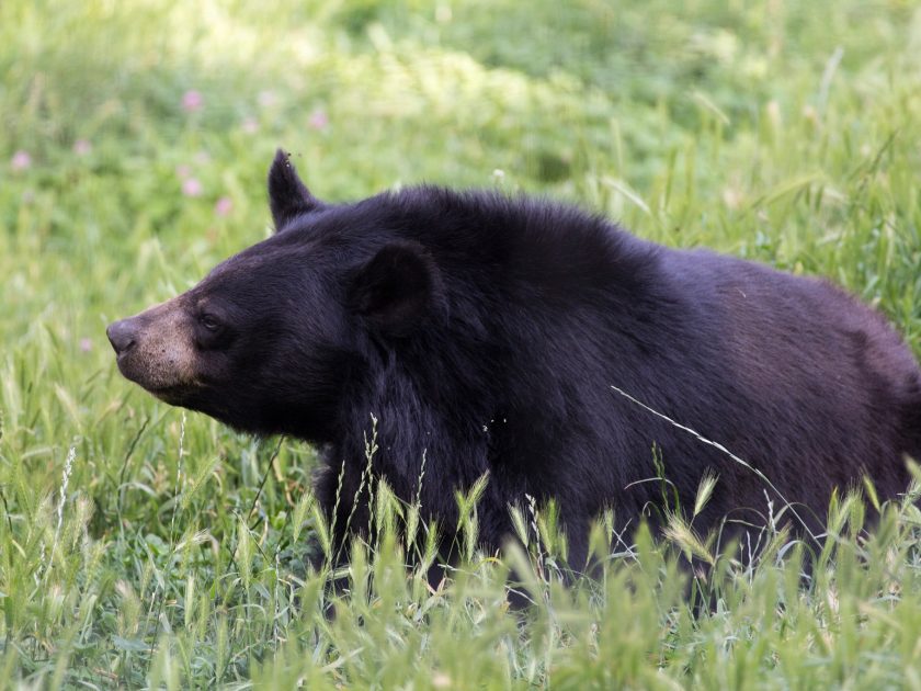 parc animalier d’Auvergne