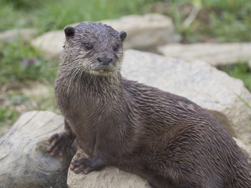 parc animalier d’Auvergne