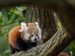 parc animalier d’Auvergne panda roux @Pierrick Boyer