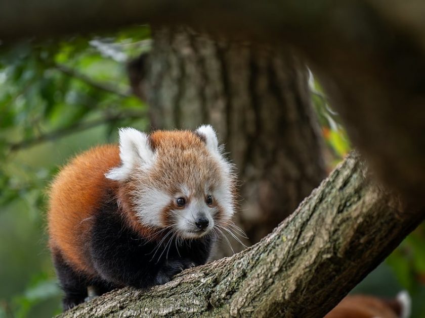 parc animalier d’Auvergne panda roux @Pierrick Boyer