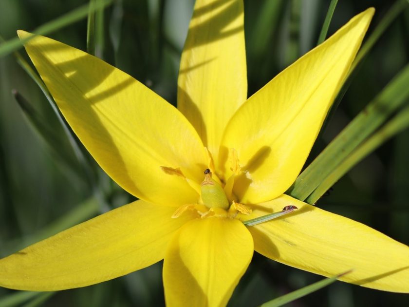 Une flore exceptionnelle telle la Tulipe sauvage