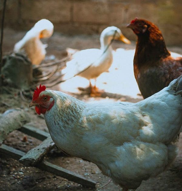 Poules et canards