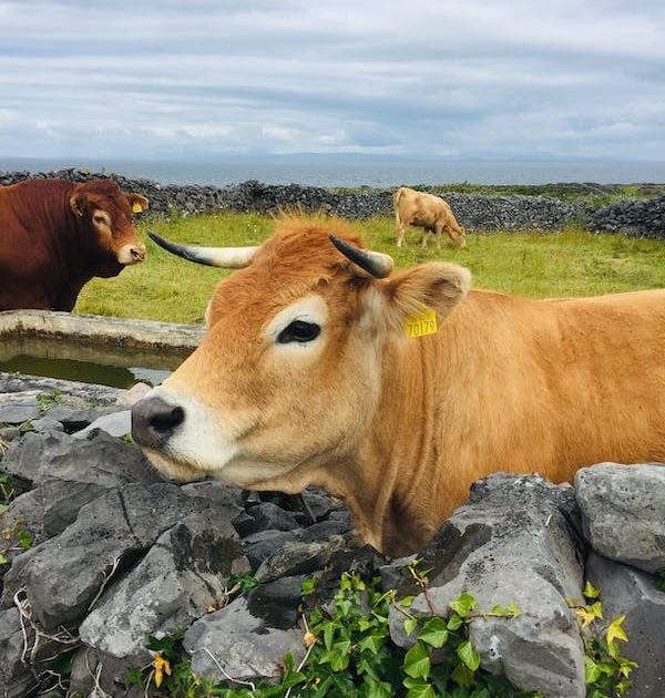 Vache Aubrac