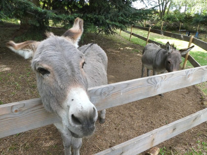 ACT-Ludoparc animalier La Clairière-ânes