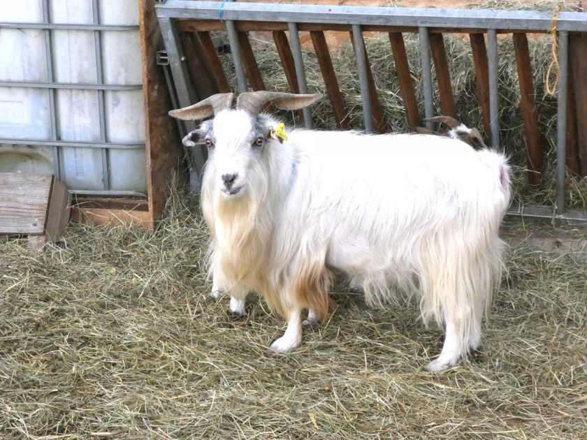 ACT-Ludoparc animalier La Clairière-chèvres