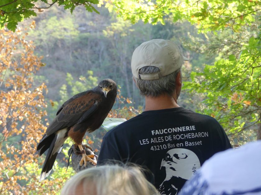 act_balade en compagnie d’oiseaux_bas en basset