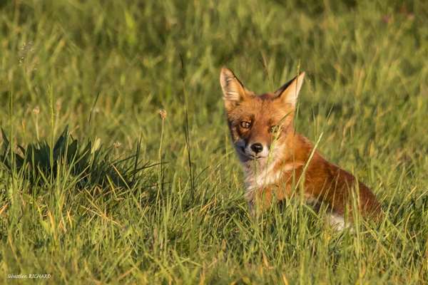 renard-haut-allier