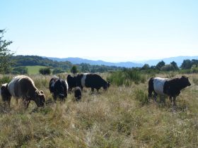 Petit troupeau de vaches Galloway