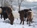 Vache Galloway en hiver