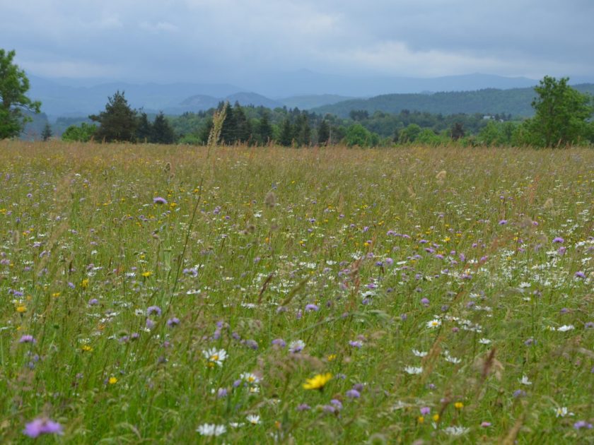 Prairie fleurie au Grand Freydier