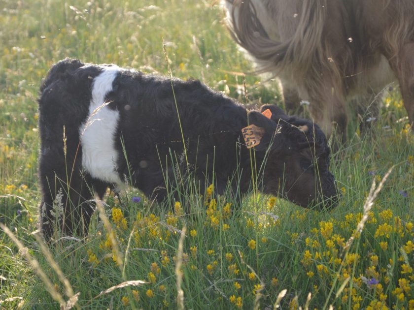 Le premier veau Galloway du Grand Freydier