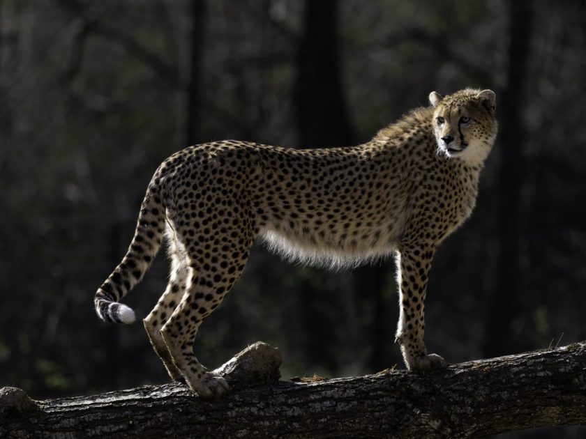 Guépard du Soudan