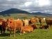 SEJ_ Le Fin Gras du Mézenc et autres gourmandises – troupeau vaches Fin Gras hauts plateaux près du Mézenc