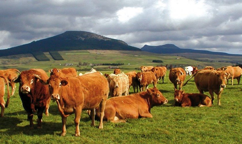 SEJ_ Le Fin Gras du Mézenc et autres gourmandises – troupeau vaches Fin Gras hauts plateaux près du Mézenc