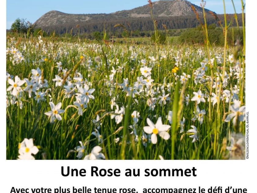 une rose au sommet