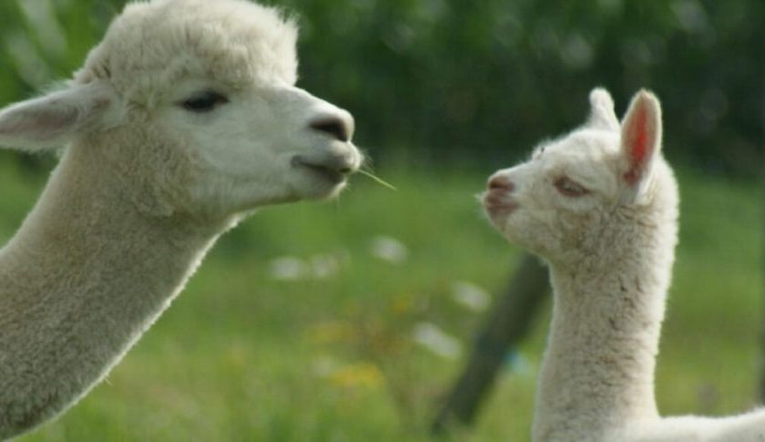 alpacas