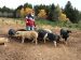 La Ferme des Barbiquettes Cistrières