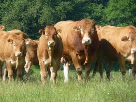 GAEC Limousin du Garay Jullianges