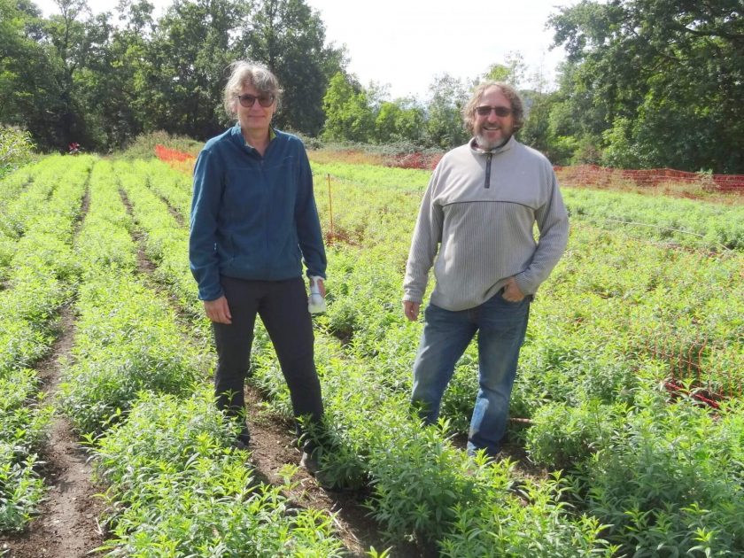 Fleurs de Verveine Rosieres