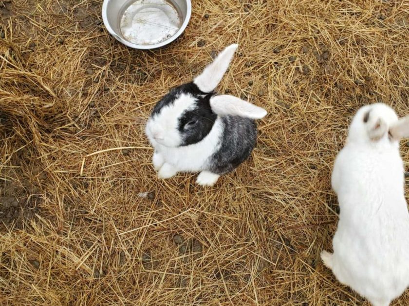 Ferme de la 2nde chance Le Brignon