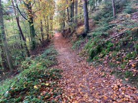 Chemin de forêt