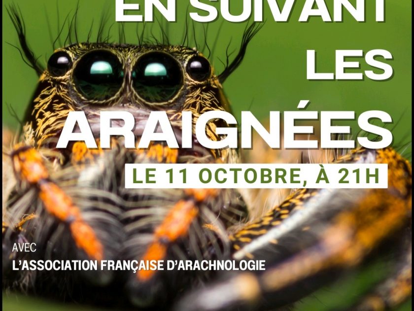 conference araignee