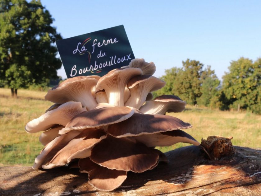 Ferme Bourbouilloux St Geneys