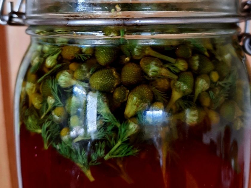 Fermenter et macérer les plantes sauvages : lacto, thés, pétillants_Yssingeaux