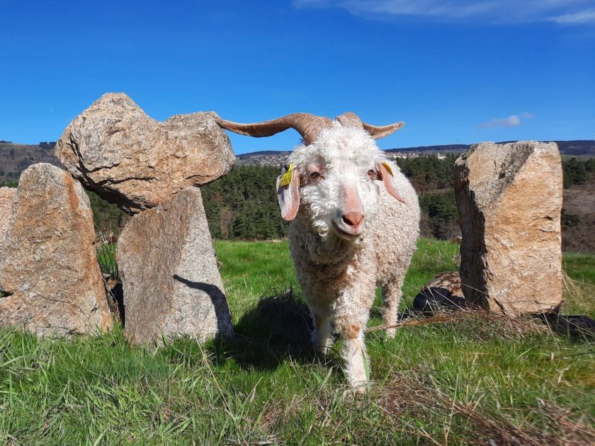 La ferme du Mazonric | Pradelles_Pradelles