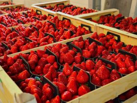 Fraises