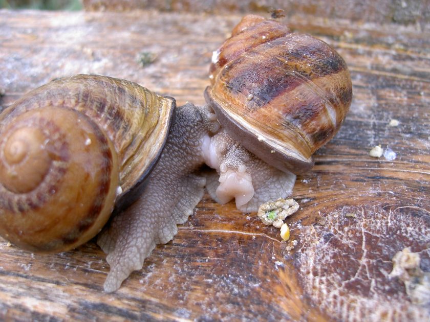 Escargot des murailles