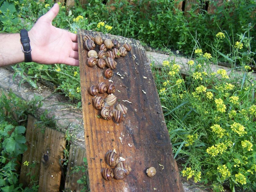 Escargot des murailles