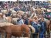 Foire aux chevaux