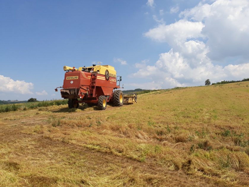 moisson lentille