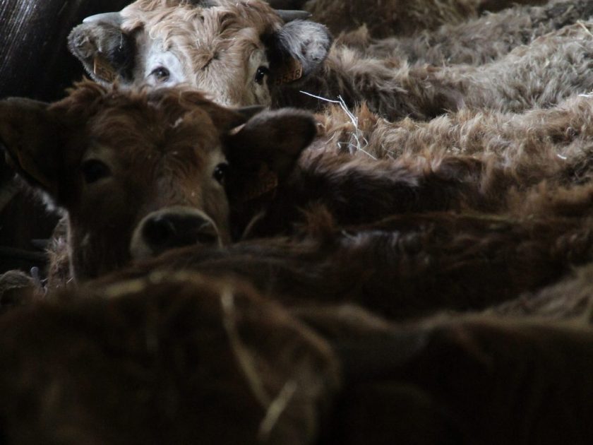 visite de ferme