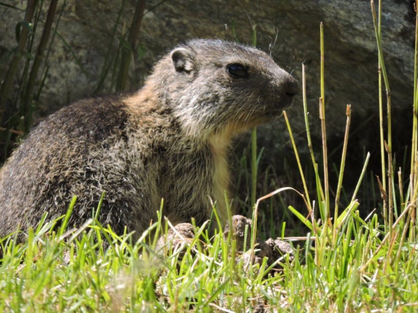 Marmottes