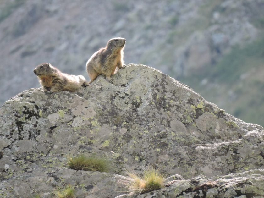 Marmottes