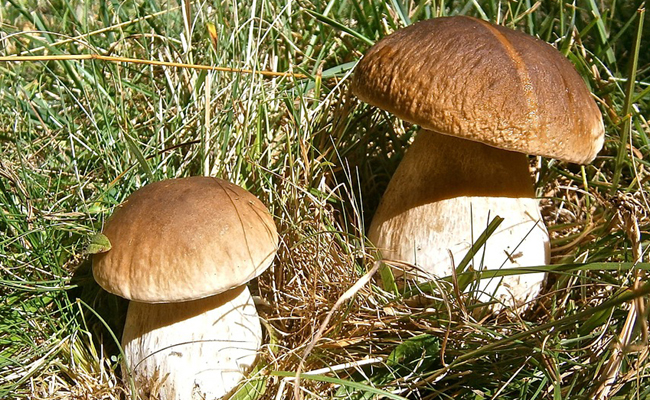 Sortie “Champignons”