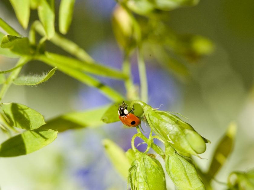 lentille verte